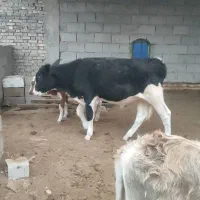 گاو با گوساله ماده و یک عدد گاو ابستن|حیوانات مزرعه|شادگان, |دیوار