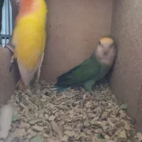 کوتوله برزیلی مولد 100تضمینی کوتوله کار|پرنده|قم, نوبهار|دیوار