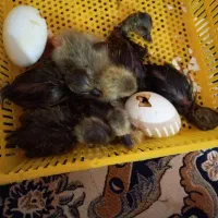 بچه غاز