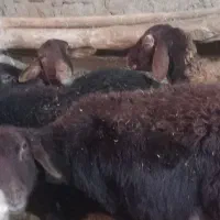 فروش ۵راس گوسفند|حیوانات مزرعه|ماهنشان, |دیوار