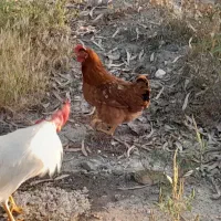 مرغ وخروس فروشی