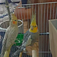 طوطی مولد عروس هل