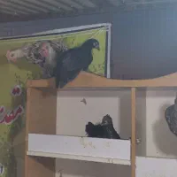 تخم مرغ نطفه دار گلین جوان|حیوانات مزرعه|اصفهان, شیخ طوسی|دیوار