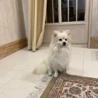 سگ پامر اشپیز