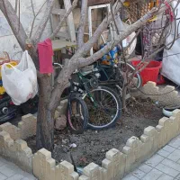 واگذاری ۲ عدد درخت میوه(گوجه سبز + انجیر) رایگان