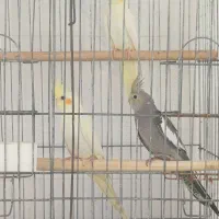 ۳ عدد جوجه عروس دو ماهه
