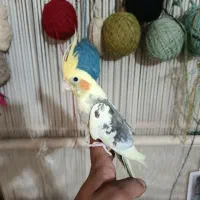 جوجه عروس|پرنده|قرچک, مهدیه|دیوار