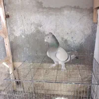 کبوتر بهبهانی ماده|پرنده|مرودشت, ابوذر شمالی‎|دیوار