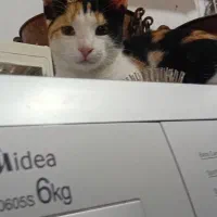 گمشده مژدگانی داره