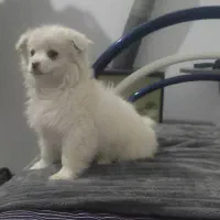 سگ پامر آپارتمانی