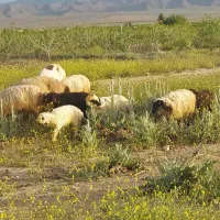 59شیشک بره دار3تاقوچ