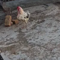 خروس معاوضه