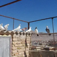 کبوتر پرشی تیرماهی