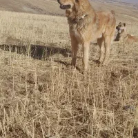 نژادسراب قدیم ۱۵ ماه جوان گلی زمانت|سگ|بستان آباد, |دیوار