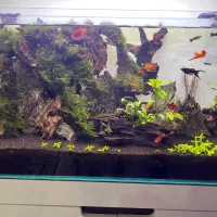 اکواریوم رملس کلیر پلنت