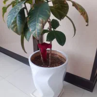 گل وگلدان