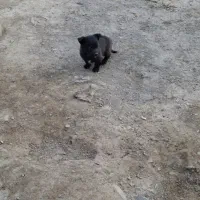 پا کوتاه|سگ|خنداب, |دیوار