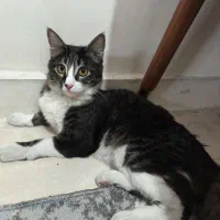 واگذاری رایگان گربه LSH مو بلند