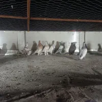 کبوتر کفتر|پرنده|شیراز, سعدیه شمالی|دیوار