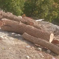 خریدوفروش انواع درخت گردووچنار|عمدهفروشی|سروآباد, |دیوار