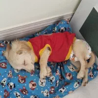 واگذاری اشپزیت پامر|سگ|گناباد, |دیوار