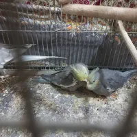 یک جفت عروس هلندی|پرنده|میانه, |دیوار