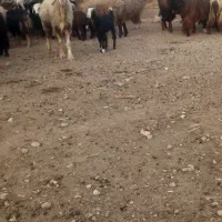 بی گوم شده هرکس پیداش کونه جیازه داره