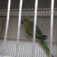 ماده ملنگو و راهب نر