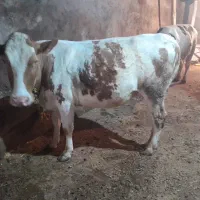 گاو
