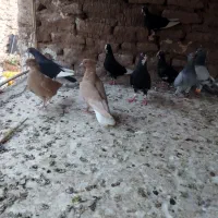 9عدد کبوتر پنج تا پلنگ چهار تا دو جفت دم سفید