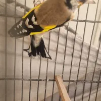 جوجه سهره|پرنده|شهر ری, علایین|دیوار