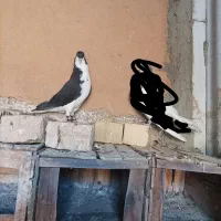 کبوتر|پرنده|فسا, |دیوار