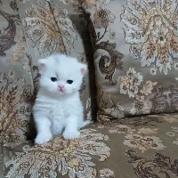 بچه گربه های بیریتیش