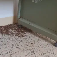 شرکت مبارزه با حشرات و ناقلین سلامت اندیشان طرهان|خدمات نظافت|کوهدشت, |دیوار