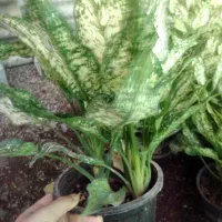 آگلونما سفید سطل ۳ چند یوته|گل و گیاه طبیعی|زرگرشهر, |دیوار