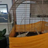 عروس هلندی زیبا