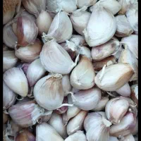 سیر حبه‌ای پاک شده و آماده کاشت