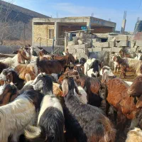 بزجوان|حیوانات مزرعه|گرمخان, |دیوار