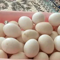 تخم مرغ محلی