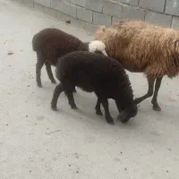 حراج میش ودوتا برهاش  بز بزغاله