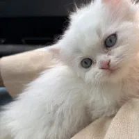 گربه