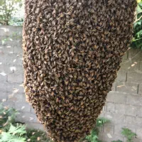 زمین-برای-زنبور-عسل