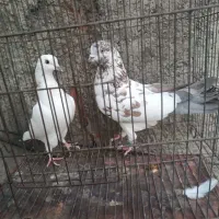 کبوتر|پرنده|الشتر, |دیوار