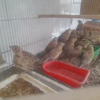 سهره خاکی شاه