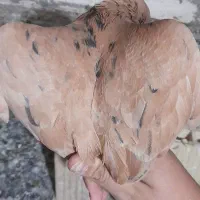 کبوتر سرور زرد|پرنده|ابهر, |دیوار