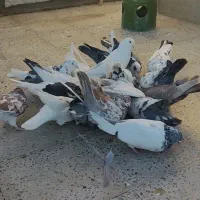 پرشتی کبوتر