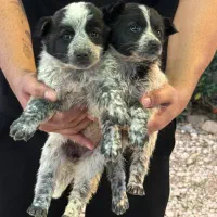 سگ قدرجونی نر و ماده خاسگری