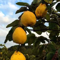 پیشفروش نهال پایه کوتاه به
