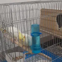 عروس هلندی|پرنده|دهلران, |دیوار