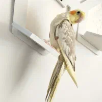 عروس هلندی